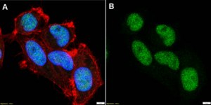 Anti-NFIA Antibody, clone 2D14 ZooMAb® Rabbit Monoclonal recombinant, expressed in HEK 293 cells
