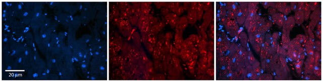 Anti-INSR antibody produced in rabbit affinity isolated antibody
