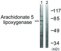 Anti-Arachidonate 5 Lipoxygenase antibody produced in rabbit affinity isolated antibody