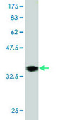 Monoclonal Anti-RUNX2 antibody produced in mouse clone 4D5, purified immunoglobulin, buffered aqueous solution