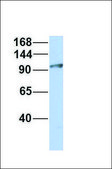Anti-PHLDB1 antibody produced in rabbit affinity isolated antibody