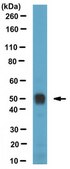 Anti-PAR-1, clone ATAP2 Antibody clone ATAP2, from mouse
