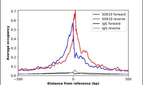 Anti-SOX10 antibody produced in rabbit Prestige Antibodies® Powered by Atlas Antibodies, affinity isolated antibody