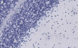 Anti-GABA Transporter-3 Antibody, clone 4E14 ZooMAb® Rabbit Monoclonal recombinant, expressed in HEK 293 cells