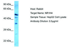 Anti-NR1H4 antibody produced in rabbit affinity isolated antibody