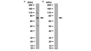 抗前核纤层蛋白A抗体，克隆PL-1C7 clone PL-1C7, from mouse