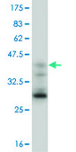 Monoclonal Anti-EOMES antibody produced in mouse clone 2D3, purified immunoglobulin, buffered aqueous solution