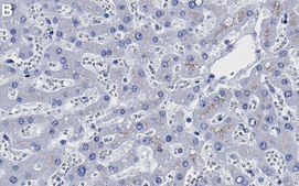 Anti-Histone H3-Lys9me2 Antibody, clone 2J13 ZooMAb® Rabbit Monoclonal recombinant, expressed in HEK 293 cells