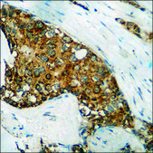 Anti-phospho-DARPP-32 (pThr34) antibody produced in rabbit affinity isolated antibody