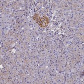 Anti-CD99 antibody produced in rabbit Prestige Antibodies® Powered by Atlas Antibodies, affinity isolated antibody, buffered aqueous glycerol solution