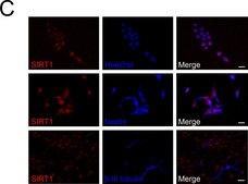 Anti-Sirt1(Sir2) Antibody Upstate®, from rabbit