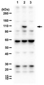 Anti-BiP (GRP78) Antibody, arginylated (Nt-Glu19) from rabbit, purified by affinity chromatography