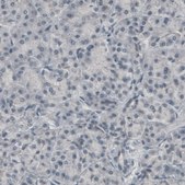 Monoclonal Anti-CNP antibody produced in mouse Prestige Antibodies® Powered by Atlas Antibodies, clone CL2887, purified immunoglobulin, buffered aqueous glycerol solution