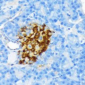 Anti-Insulin Antibody, clone 4C3Y9, Rabbit Monoclonal