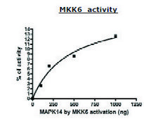 MKK6 active human recombinant, expressed in baculovirus infected Sf9 cells, ≥80% (SDS-PAGE)