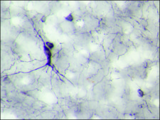 Anti-Neuropeptide Y (NPY) antibody produced in rabbit whole antiserum