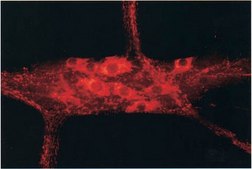 抗一氧化氮合酶 I 抗体 serum, Chemicon®