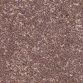 Anti-HNRNPA1 antibody produced in rabbit Prestige Antibodies® Powered by Atlas Antibodies, affinity isolated antibody, buffered aqueous glycerol solution