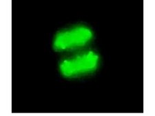 抗磷酸化组蛋白H3（Ser10）抗体，克隆MC463，兔单克隆 culture supernatant, clone MC463, Upstate®