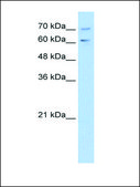 Anti-PDE9A antibody produced in rabbit affinity isolated antibody
