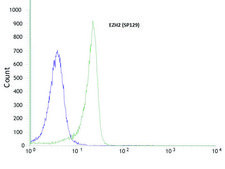 Anti-EZH2 antibody, Rabbit monoclonal recombinant, expressed in proprietary host, clone SP129, affinity isolated antibody
