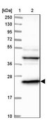 Anti-DTYMK antibody produced in rabbit Prestige Antibodies® Powered by Atlas Antibodies, affinity isolated antibody, buffered aqueous glycerol solution