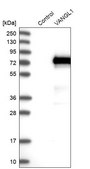 Anti-VANGL1 antibody produced in rabbit Prestige Antibodies® Powered by Atlas Antibodies, affinity isolated antibody, buffered aqueous glycerol solution