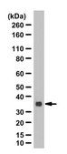Anti-GMPR Antibody from rabbit, purified by affinity chromatography