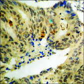 Anti-phospho-Tau (pThr205) antibody produced in rabbit affinity isolated antibody