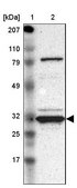 Anti-GNPDA1 antibody produced in rabbit Prestige Antibodies® Powered by Atlas Antibodies, affinity isolated antibody, buffered aqueous glycerol solution