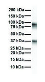 Anti-GABRA5 affinity isolated antibody