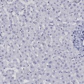 Anti-CCNA1 antibody produced in rabbit Prestige Antibodies® Powered by Atlas Antibodies, affinity isolated antibody, buffered aqueous glycerol solution