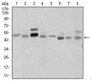 Anti-SHH Antibody, clone 5H4 clone 5H4, from mouse