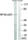 Anti-NF-κB p65 antibody produced in rabbit affinity isolated antibody