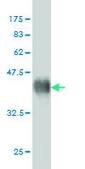 Monoclonal Anti-FGFR2 antibody produced in mouse clone 1G3, purified immunoglobulin, buffered aqueous solution