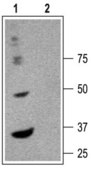 Anti-GABAA Receptor (α6 subunit) antibody produced in rabbit affinity isolated antibody, lyophilized powder