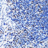 Anti- HuR/ELAVL1 antibody produced in rabbit
