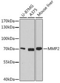 Anti-MMP2 antibody produced in rabbit