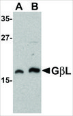 Anti-GBL antibody produced in rabbit affinity isolated antibody, buffered aqueous solution