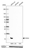 Anti-S100A4 antibody produced in rabbit Prestige Antibodies® Powered by Atlas Antibodies, affinity isolated antibody, buffered aqueous glycerol solution