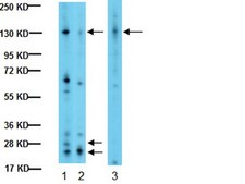 Anti-Integrin alphaV Antibody, CT, Intracellular serum, Chemicon®