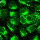 Anti-Calreticulin Antibody, clone 1F16 ZooMAb® Rabbit Monoclonal recombinant, expressed in HEK 293 cells