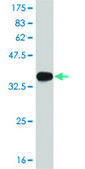 Monoclonal Anti-PDK2 antibody produced in mouse clone 5F8, purified immunoglobulin, buffered aqueous solution