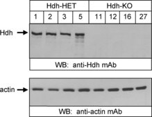 Anti-Actin Antibody, clone C4 ascites fluid, clone C4, Chemicon®