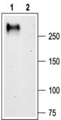 Anti-Calcium Channel CaV3.1 (α1G) antibody produced in rabbit affinity isolated antibody, lyophilized powder