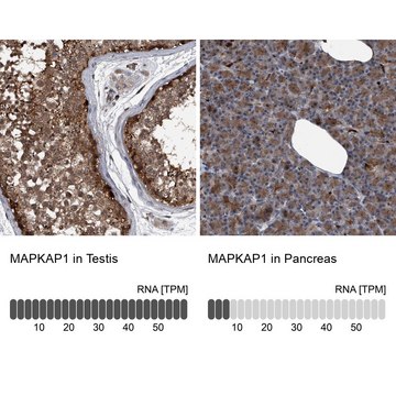Anti-MAPKAP1 antibody produced in rabbit Prestige Antibodies® Powered by Atlas Antibodies, affinity isolated antibody, buffered aqueous glycerol solution, ab2