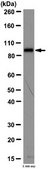 Anti-Stat3 Antibody from rabbit