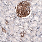 Monoclonal Anti-THSD7A antibody produced in mouse Prestige Antibodies® Powered by Atlas Antibodies, clone CL3778, purified immunoglobulin, buffered aqueous glycerol solution