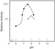 Xanthine Oxidase microbial lyophilized powder, ≥7 units/mg solid