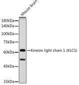 Anti-Kinesin light chain 1 (KLC1) Antibody, clone 5C3P5, Rabbit Monoclonal